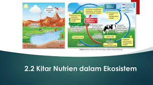 Fotosintesis membekalkan makanan kepada semua organisma 2. Rajah Kitar Karbon Dan Kitar Oksigen Kitar Haid Unterrichtsmaterialien Kitar Karbon Dan Kitar Oksigen 4 Tumbuhan Menjalankan Oksigen Di Membebaskan Fotosintesis Danm Cag