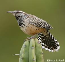 Image result for Didymosalpinx callianthus