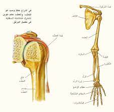 pin by pinkoo kitty on أسماء أجزاء جسم الإنسان sel