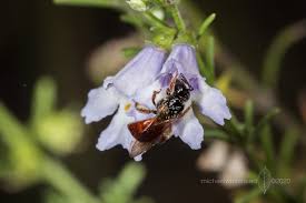 Image result for Melhania prostrata