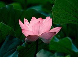 Image result for Lotus