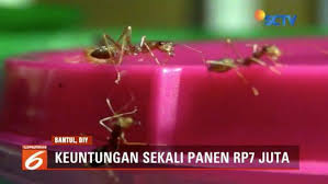 Mesin gula semut adalah alat untuk membantu proses pembuatan gula semut. Slb Bantul Biayai Operasional Sekolah Dengan Ternak Semut Rangrang News Liputan6 Com