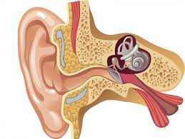 Ear pain is the most common sign of swimmer's ear. Eustachian Tube Dysfunction Causes Symptoms And Treatment