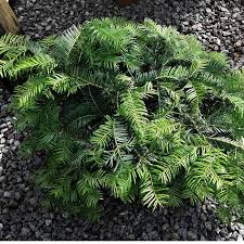 Image result for Polycarpaea prostratum