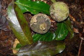 Image result for Drypetes