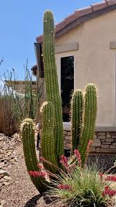 The saguaro cactus is a popular cactus plant to grow in the desert areas of the southwestern united states. Back To The Garden Home And Garden Tucson Com
