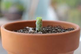 You can cut off the top of the succulent, or you can cut off a new offshoot. Propagating Succulents Needles Leaves