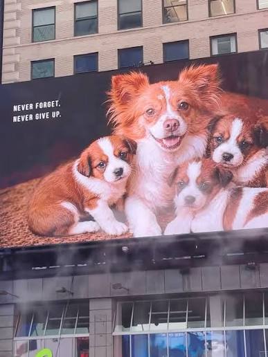 Wangwang had no name. Not until the moment she was tortured and killed did the world remember her. She was a stray mother dog protecting her puppies. They were barely two weeks