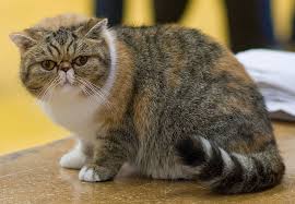 I was wondering what kind of cat garfield is. What Kind Of Cat Breed Is Garfield Excited Cats
