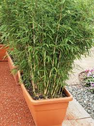 Bamboo Hedges As A Screen In 2020 Bambushecke Pflanzen Sichtschutz Garten Bambus