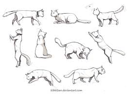 Cat Reference By Kibbitzer On Deviantart Animal Drawings Cat Sketch Animal Sketches