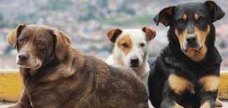 This map was created by a user. Poioi Dhmoi Ths Anatolikhs Attikhs Xrhmatodotoyntai Gia Katafygia Adespotwn Zwwn Syntrofias