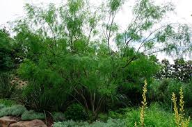 Image result for Prosopis glandulosa