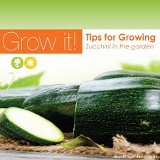 Check spelling or type a new query. How To Grow Zingy Zucchini About The Garden Magazine