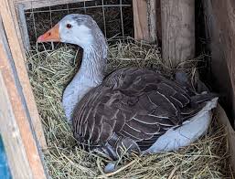 How Often Do Geese Lay Eggs? - Quora