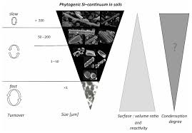 Official facebook of silver bullet. Plants Free Full Text Silicon Cycling In Soils Revisited Html
