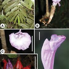 Image result for Crepidorhopalon parviflorus