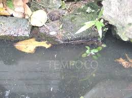 This rare, small seasonal fruit is found mostly in the rural areas of kedah and perlis. Banyak Jentik Nyamuk Dekat Rumah Anies Lurah Sebar Ikan Cupang Metro Tempo Co