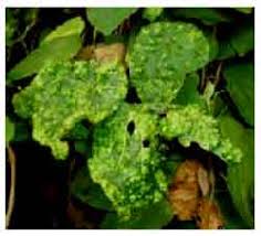 Image result for Lasiodiscus mannii