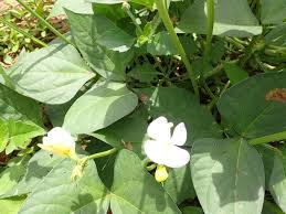Image result for Vigna reticulata