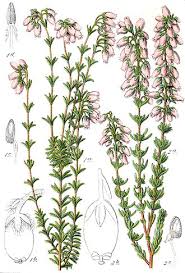 Image result for Erica pleiotricha