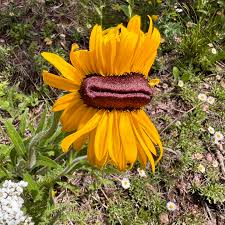 Image result for Renealmia susanneae-katziae