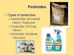 Rotenone is also on sale as an insecticide shampoo for dogs, cattle and sheep, which is used to kill lice. Fifra Federal Insecticide Fungicide And Rodenticide Act Dichlorodiphenyltrichloroethane
