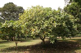 Image result for Voacanga pachyceras