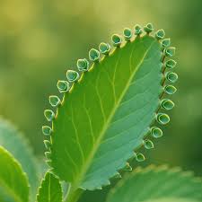 Image result for Kalanchoe pinnata