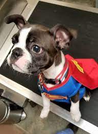 Bay area pet hospital acme. East Bay Animal Hospital In Traverse City Michigan
