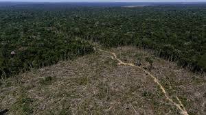 Das gängigste material für amazonas regenwald ist glas. Waldbrande In Brasilien Was Der Amazonas Regenwald Fur Die Welt Bedeutet Zdfheute