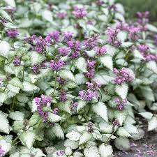 Image result for Ocimum lamiifolium