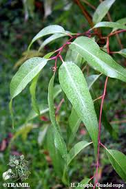 Image result for Eucalyptus sp.