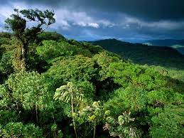 Check spelling or type a new query. Santa Elena Cloud Forest Reserve Q Costa Rica