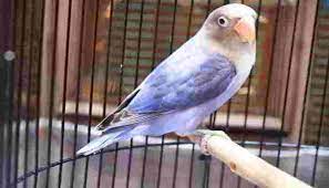 Harga lovebird pasio mulai dari idr 250.000/pcs. Lovebird Pasvio Dan Rahasia Sukses Menghasilkan Anakannya Bakicau