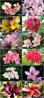 Pin On Plant References