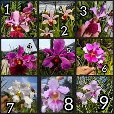 Kali ini ke rumah mak nah, peminat pokok bunga terutama pokok bunga orkid. Combo Orkid Tulang Cutting Tanpa Bunga Shopee Malaysia