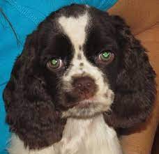 Parti colored cocker spaniel puppies for sale. File Chocolate Parti American Cocker Spaniel Puppy Jpg Wikimedia Commons