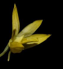 Image result for Eulophia ensata