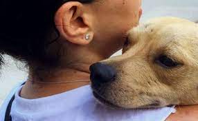 Why Do Dogs Nuzzle 5 Things Your Dog Is Trying To Tell You When They Rub Their Nose Against You Dog Care Tips Dog Muzzle Dog Diet
