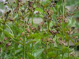 Image result for Vincetoxicum tenuipedunculatum