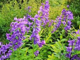 Image result for Landolphia camptoloba