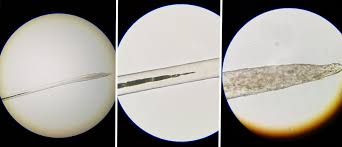 Human hair under a microscope. Dog Hair Under The Microscope Steemit