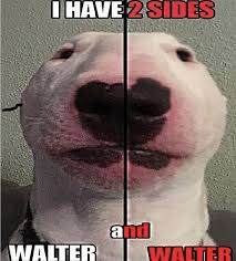 Pin By S On Walter Fox Memes Stupid Memes Reaction Pictures