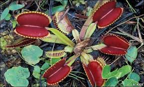 BBC - Earth News - Venus flytrap origins uncovered