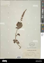 Image result for Anthericopsis sepalosa