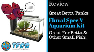 Betta's originate from southeast asia, inhabiting shallow streams and rice paddies. New Fluval Spec V Review 5 Gallon Is It Perfect 2021