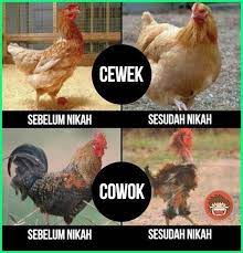Ayam jago animation | animasi action. 16 Ide Kutipan Lucu Lucu Foto Lucu Meme