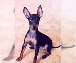 8 to 11 pounds life span: Miniature Pinscher Dogs For Adoption In Usa Page 1 10 Per Page Puppyfinder Com