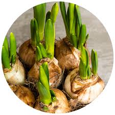 Readers are invited to contribute to the database by sharing pics of bulbs/blooms from their own collection. Bulb Botany Lesson Plan